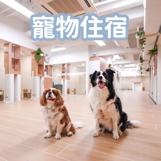 DOGINN - 狗隻寄養服務 (第一晚) - 標準房 DOGINNBoarding01