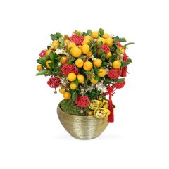 Give Gift - New year citrus plant NY01 0TT0125A1