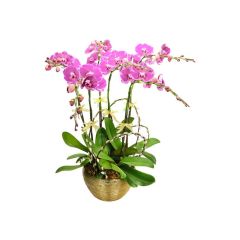 Give Gift - CNY Orchids X6 PL01 CRO20123A1