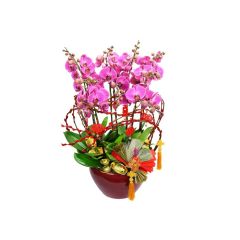 Give Gift - CNY Orchids X9 PL05 CRO20204A1