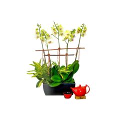 Give Gift - CNY Florist Deco Orchid CL27 L76610690