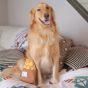 B' IN SELECT - Woof² | 雞蛋仔/格仔餅二合一藏食寵物毛絨玩具 (電子換領券)