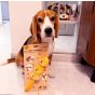 B' IN SELECT - Woof² | 燒賣兄弟毛絨寵物玩具 (電子換領券)