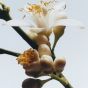 Jo Malone - 橙花古龍水 30ml