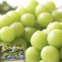 日本山梨香印提子(約350G) 2抽庄 CR-YK-Grapes-2