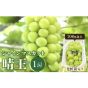 日本岡山晴王香印禮盒 (700克) CR-YK-Grapes