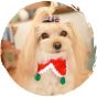 毛孩物語 - 寵物聖誕升級裝飾衣服狗狗貓咪頸帶圍兜(白底聖誕鹿) (大碼)