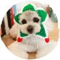 毛孩物語 - 寵物聖誕手織圍巾狗狗貓咪聖誕頸巾(聖誕綠白間條) (大碼)