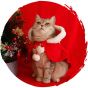 毛孩物語 - 紅色聖誕寵物衣服可愛聖誕貓咪披風斗篷 (大碼)