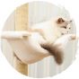 MS - 頂天立地貓爬架通天柱實木貓咪跳台(4層｜升級版)